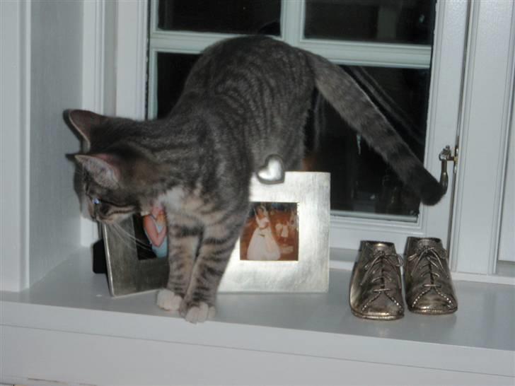 Blanding af racer Sumo Jackson - ... Jeg er nok lidt af det man kalder en opdagelsesrejser.. Indtil videre har jeg været i vindueskammen, på alle hylder, køkkenbordet, i barnevognen, i sengen, og snart satser jeg også efter at komme ud af haven! :D billede 7