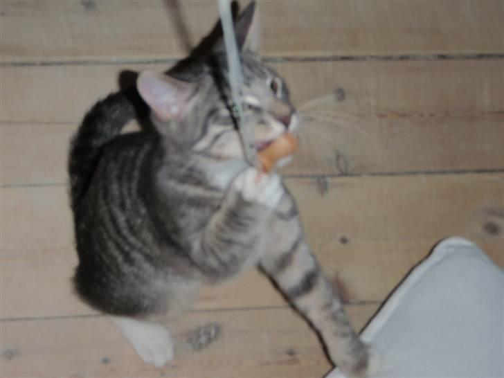 Blanding af racer Sumo Jackson - ... Jeg er en stor jærger, og er rigtig god til at fange de lidt vanskelige byttedyr, som man også ser på dette billede.. billede 8