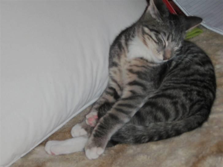 Blanding af racer Sumo Jackson - ... Jeg lover at komme tilbage, men nu skal jeg lige, GAAAAAAAAAAAAB, have min vigtige skønhedssøvn!.. Godnat! billede 9