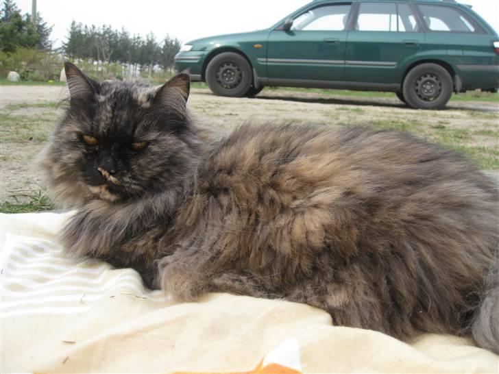 Blanding af racer | Søsser (Aflivet) | - Billed taget af: Majken Rudkjøbing. billede 5