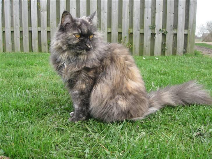 Blanding af racer | Søsser (Aflivet) | - Billed taget af: Majken Rudkjøbing. billede 6