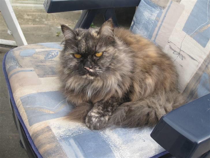 Blanding af racer | Søsser (Aflivet) | - Billed taget af: Majken Rudkjøbing. billede 7