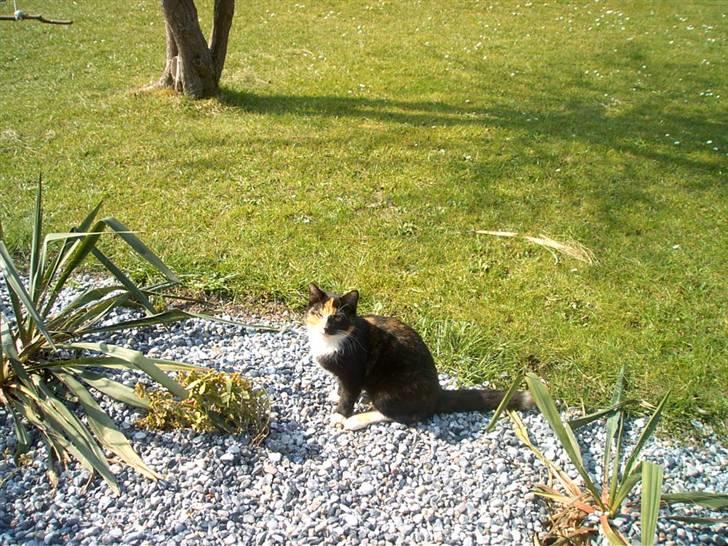 Blanding af racer MADONNA(Peter lundin) - Vores nye havenisse ! ! ! billede 13