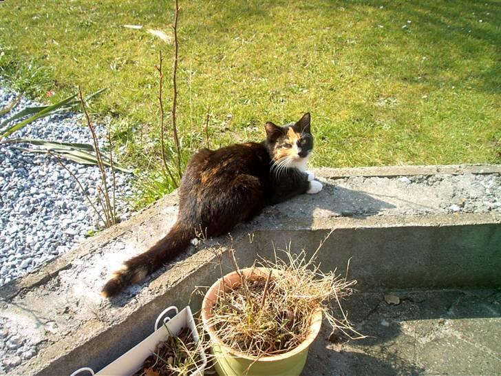 Blanding af racer MADONNA(Peter lundin) - Her kan jeg jo fint ligge og varme mig i solen, og holde øje med pipserne billede 14