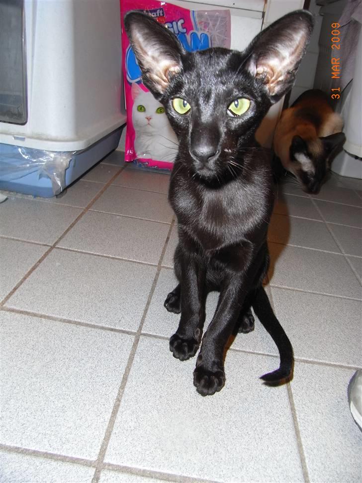 Orientaler Cheetah - Black Magic Beauty billede 6