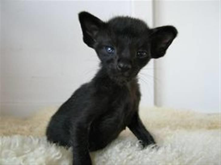 Orientaler Cheetah - Cheetah som baby billede 7