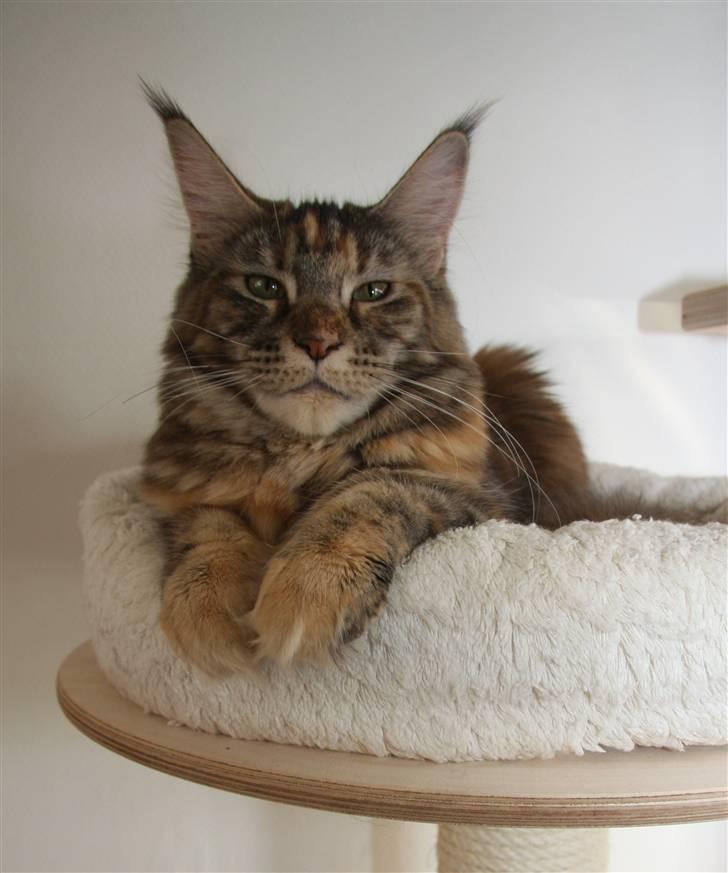 Maine Coon DK Jungle man´s Diorella - Så dejlig er hun! billede 1