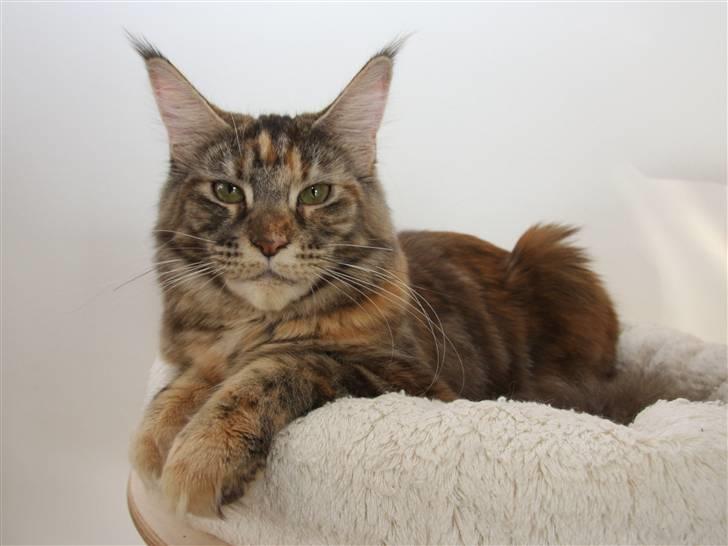 Maine Coon DK Jungle man´s Diorella - Se lige det udtryk! billede 2