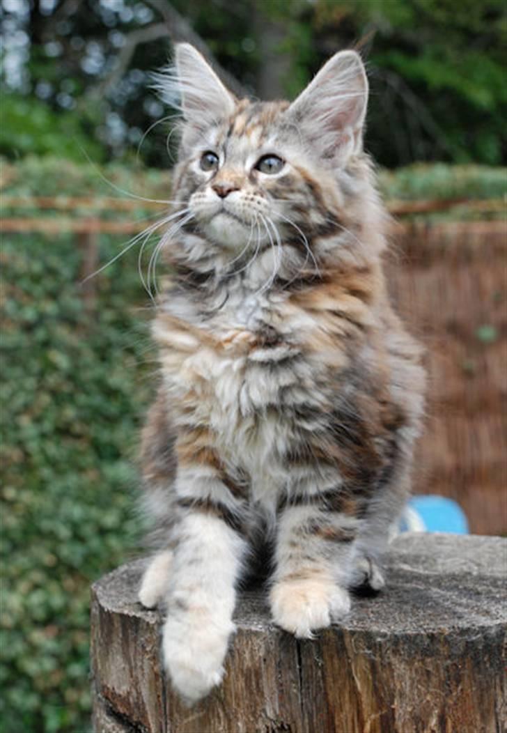 Maine Coon DK Jungle man´s Diorella - Her som killing billede 3