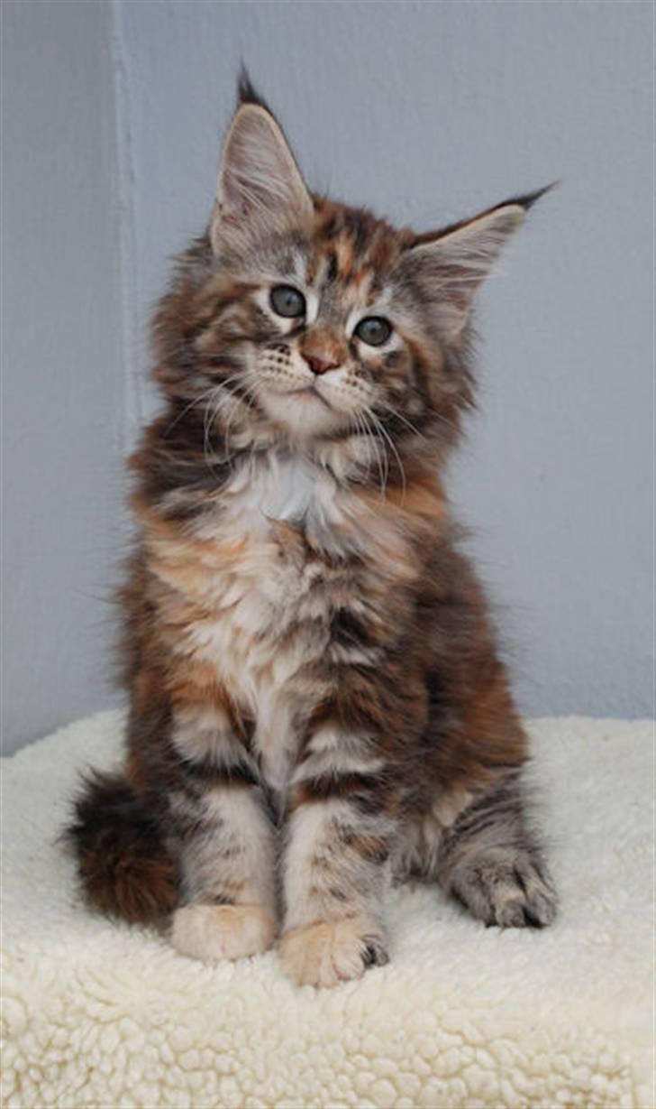 Maine Coon DK Jungle man´s Diorella - mann var jo bare solgt! billede 4