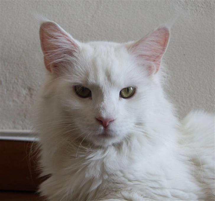 Maine Coon Dk Aquacoons Salju - Salju April 2009..Stor flot pige! Hun venter killinger !!!! billede 8