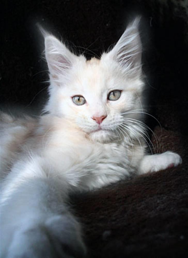 Maine Coon Mainefield´s Janis Joplin - Janis 12 uger billede 1