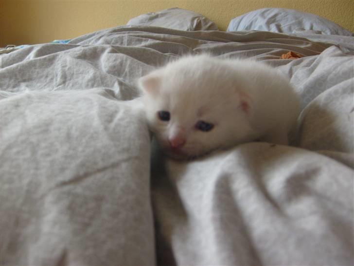 Blanding af racer Alaska - Baby Alaska :) billede 15