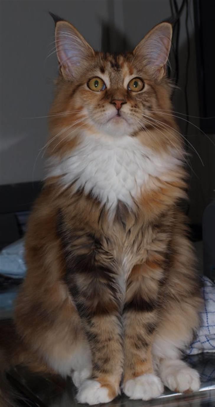 Maine Coon Villa Park´s Lastrada billede 1