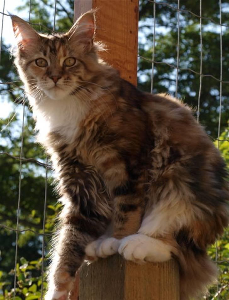 Maine Coon Villa Park´s Lastrada billede 2