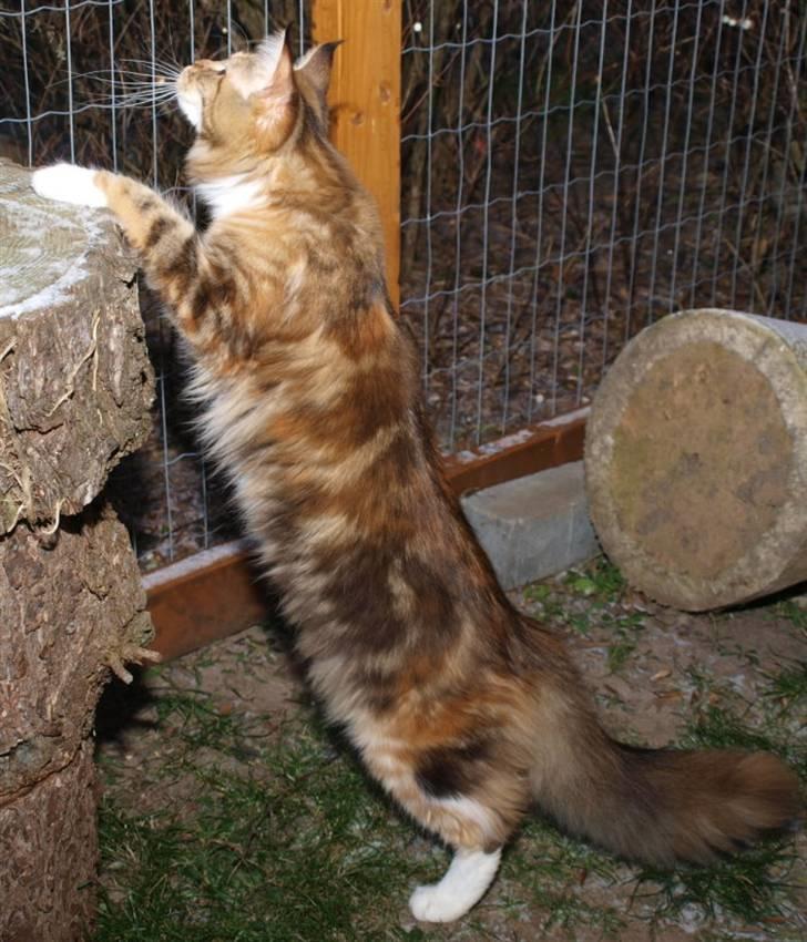 Maine Coon Villa Park´s Lastrada billede 3