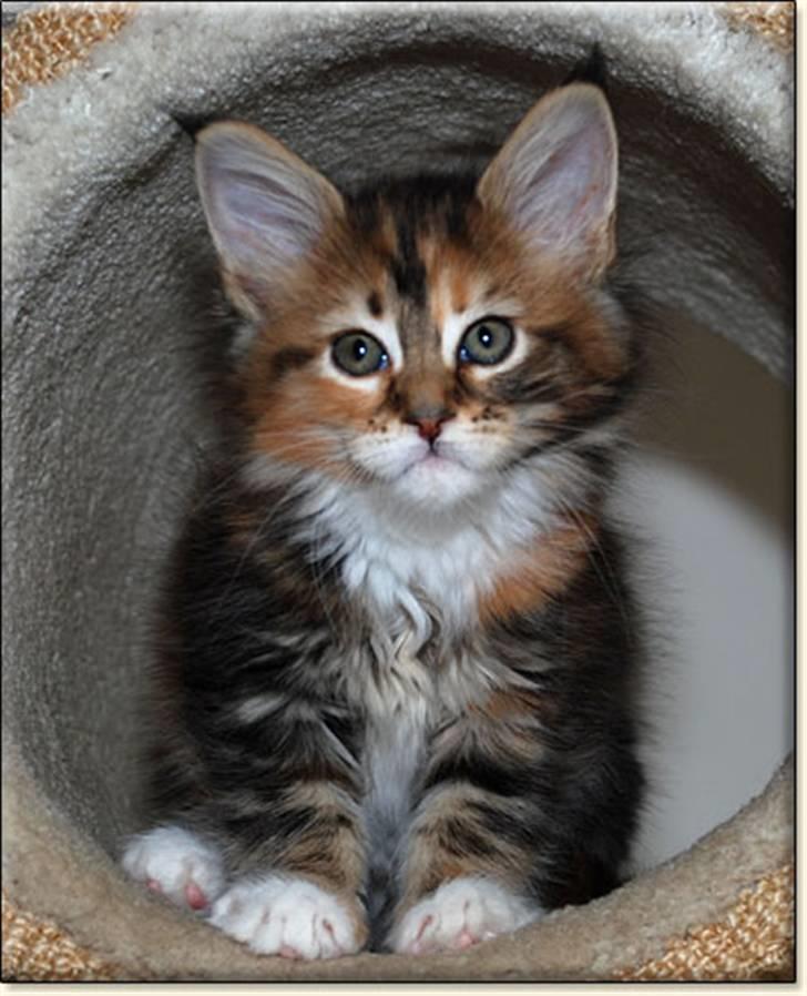 Maine Coon Villa Park´s Lastrada billede 4