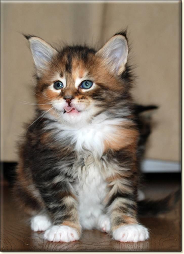 Maine Coon Villa Park´s Lastrada billede 5