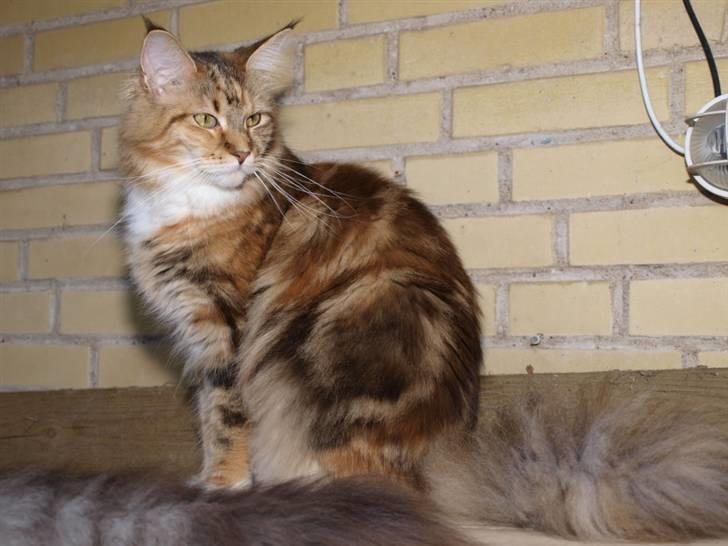 Maine Coon Villa Park´s Lastrada billede 7