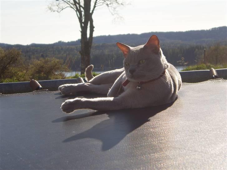 Burmeser CH Jacotar's Charlie (DK) - Charlie nyter sin første vår som utekatt billede 1