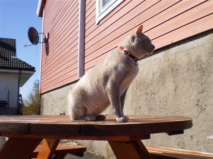 Burmeser CH Jacotar's Charlie (DK) - Kongen på haugen billede 2