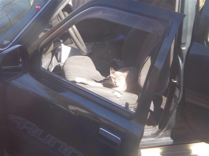 Burmeser CH Jacotar's Charlie (DK) - Bildøren stod åpen og han benyttet sjansen til å legge seg der billede 3