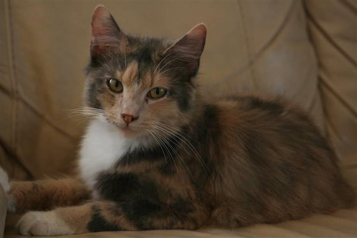 Blanding af racer Mille billede 4