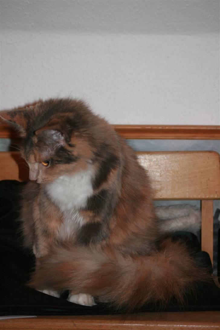 Blanding af racer Mille billede 6