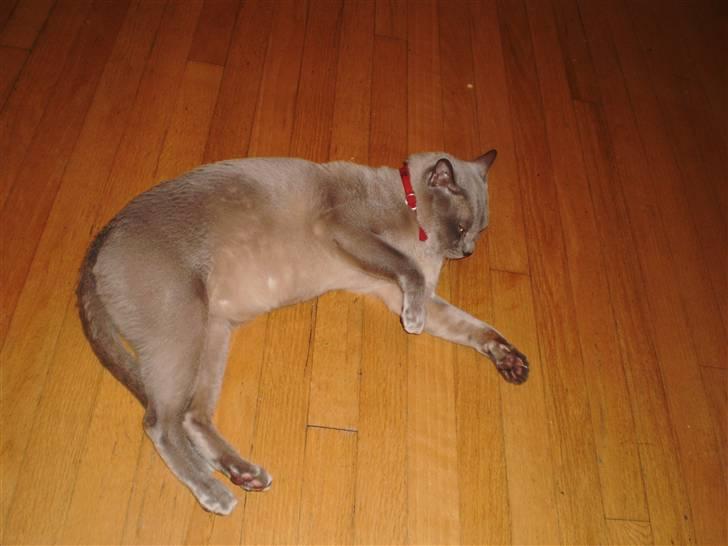 Burmeser CH Jacotar's Charlie (DK) - ligger strak ut på stuegolvet billede 4