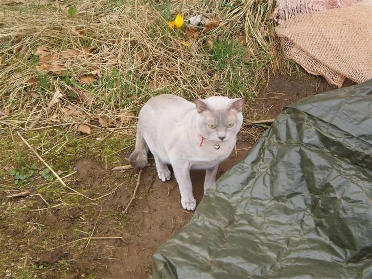 Burmeser CH Jacotar's Charlie (DK) - Første gang ute billede 5
