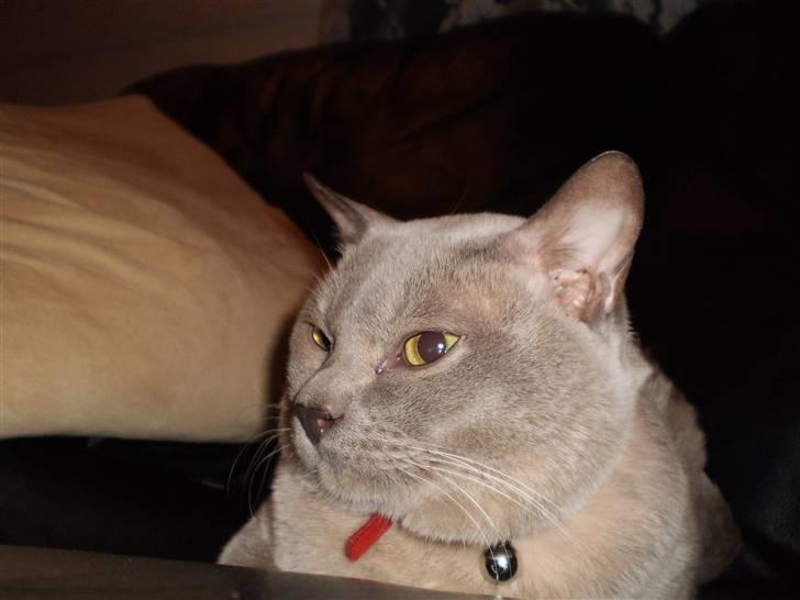 Burmeser CH Jacotar's Charlie (DK) - Sofagris :) billede 6