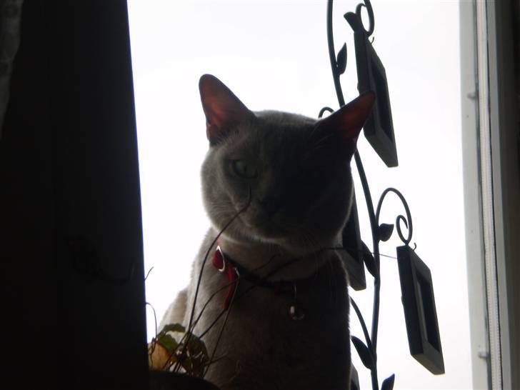 Burmeser CH Jacotar's Charlie (DK) - Vinduspryden :) billede 7