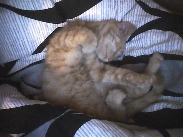 Blanding af racer bølle(død) - her ligge bølle lige og sover sødt<3 billede 1