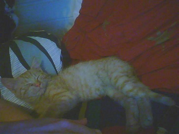 Blanding af racer bølle(død) billede 2