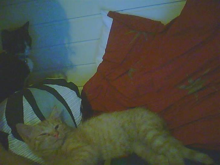 Blanding af racer bølle(død) billede 3