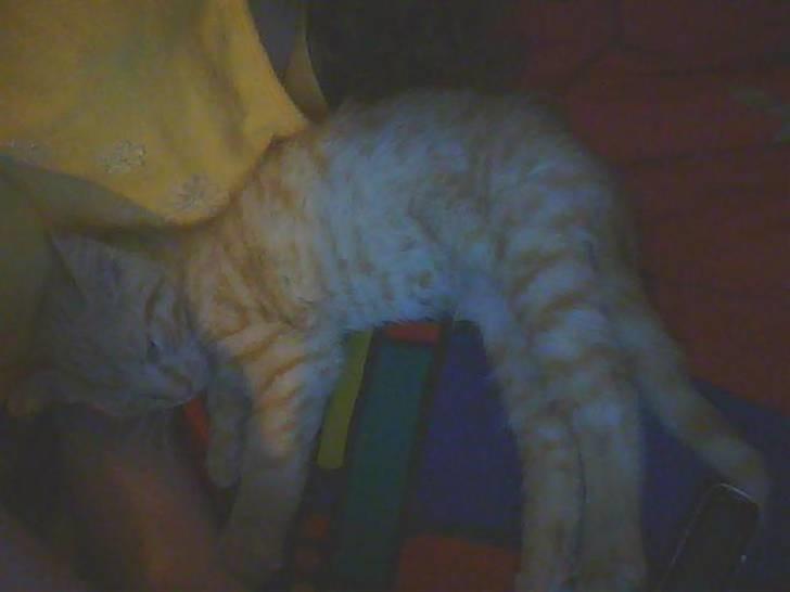 Blanding af racer bølle(død) - bølle sover som altid<3 billede 4