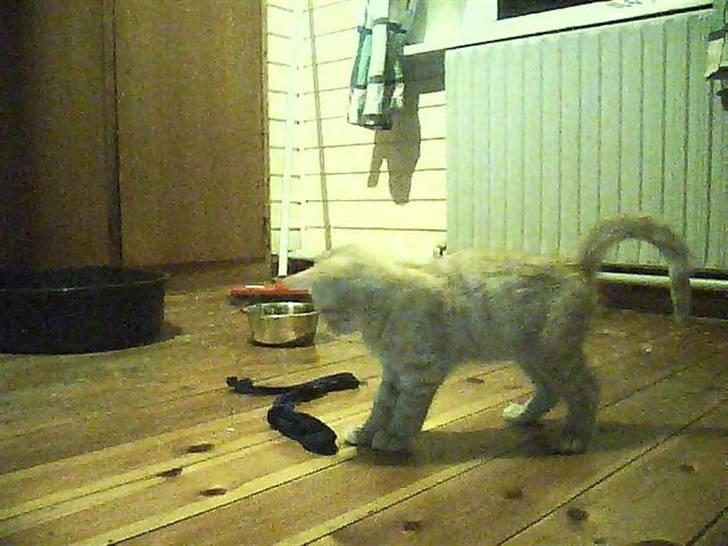 Blanding af racer bølle(død) - bølle og mig have lige leget lidt<3 billede 6