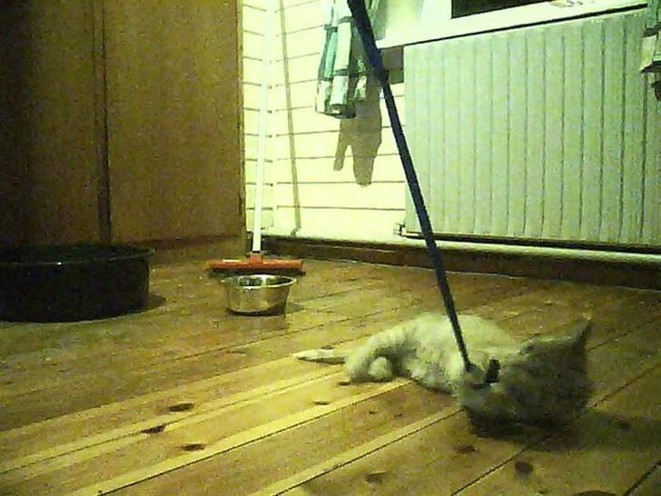 Blanding af racer bølle(død) billede 8