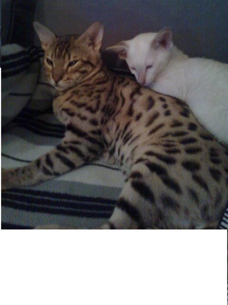 Bengal               Anubis billede 14