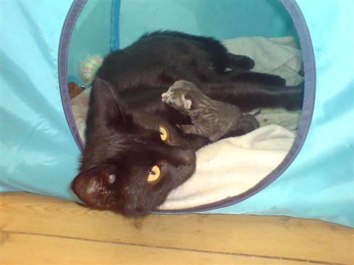 Huskat Frida - Hun passer rigtigt godt på de to små:0) billede 1