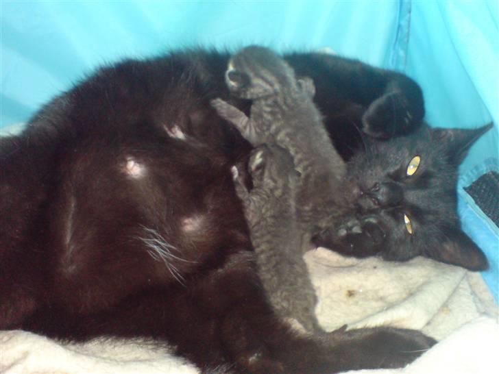 Huskat Frida - Frida da hun lige har fået killinger.. billede 2