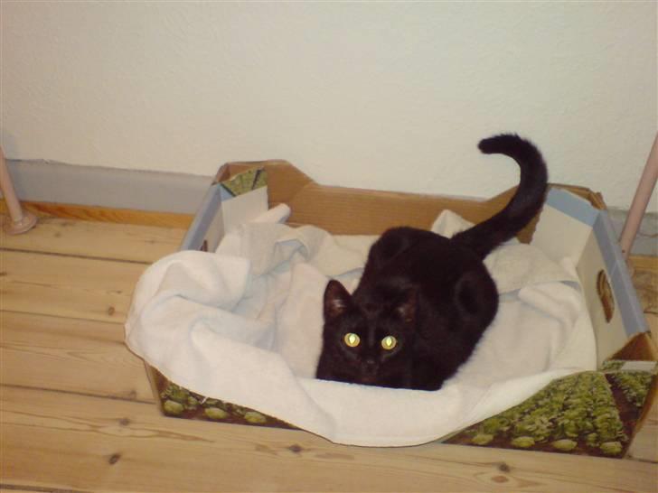 Huskat Frida billede 3