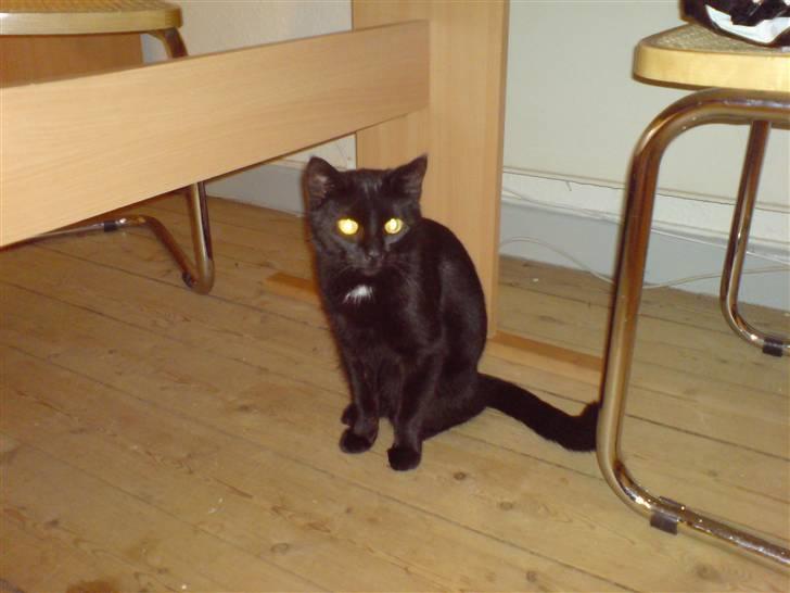 Huskat Frida billede 4