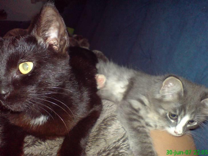 Huskat Frida - Frida og Emil ligger og putter hos mig.. billede 5