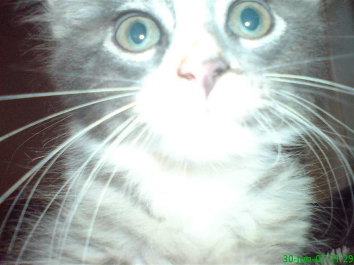 Maine Coon Emil - hmmm hva er det der mon?? billede 2