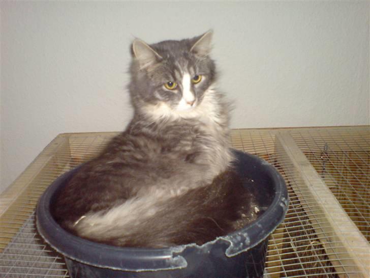 Maine Coon Emil billede 3