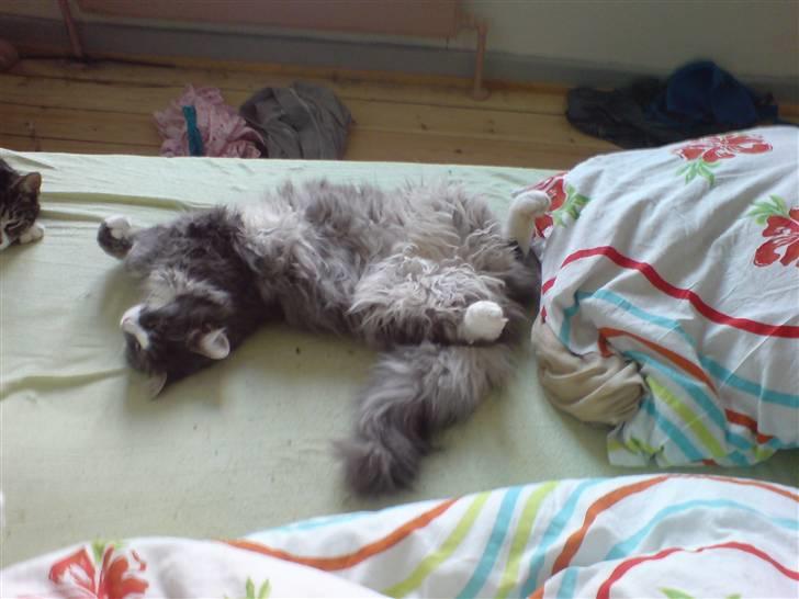 Maine Coon Emil - Lækkert tager mig lige en lur... billede 4