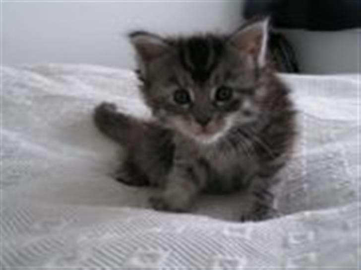 Maine Coon Betty Blue - Sille billede 2