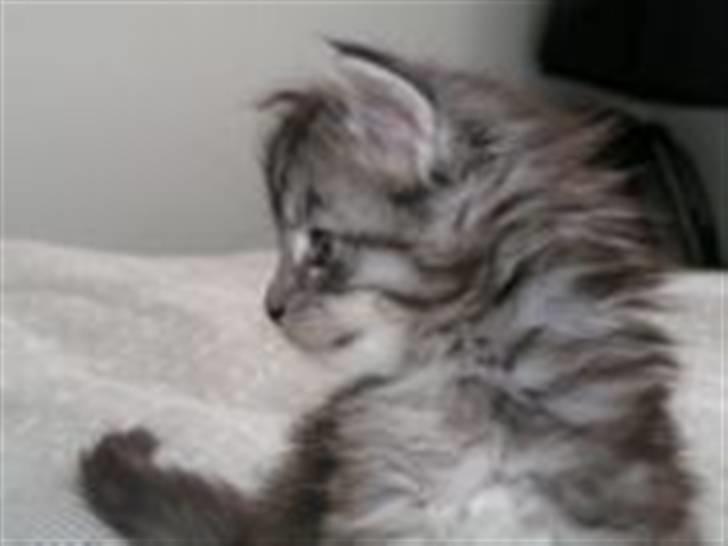 Maine Coon Betty Blue - Sille billede 3