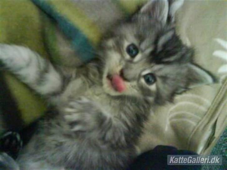 Maine Coon Betty Blue - Sille billede 4